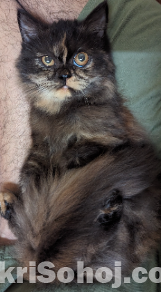 Traditional persian long hair cat